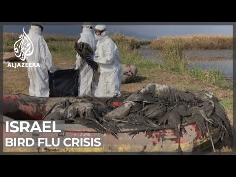 Israelis concerned as deadly bird flu spreads amid COVID crisis – Al Jazeera English