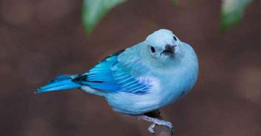 North Carolina zoo temporarily closing its bird habitat amid avian flu outbreak – Fox News