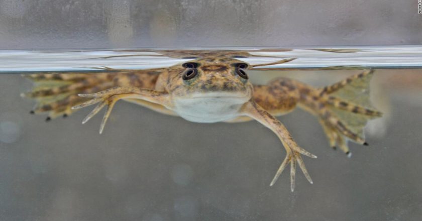 Frogs can regrow amputated limbs after being treated with mix of drugs, new research finds – CNN