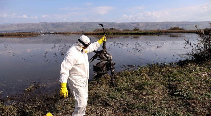 New bird flu has higher risk of spread to humans: Animal health director – AOL