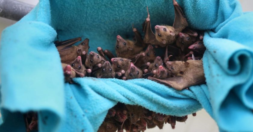 Deaths from rabies increased due to exposure to bats. They could have been prevented, CDC says. – USA TODAY