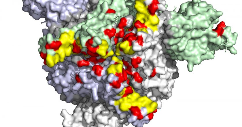 COVID-19 Omicron Variant Resistant to Monoclonal Antibodies – But Neutralized by Vaccine Booster – SciTechDaily