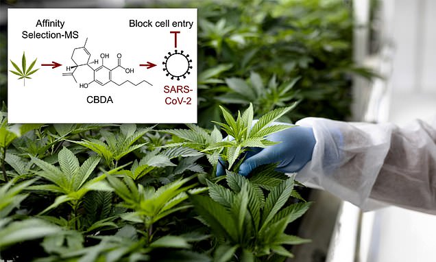 Cannabis compounds can stop the virus that causes COVID-19 from entering human cells, study finds – Daily Mail