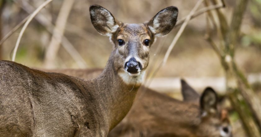 Covid is rampant among deer, research shows – NBC News