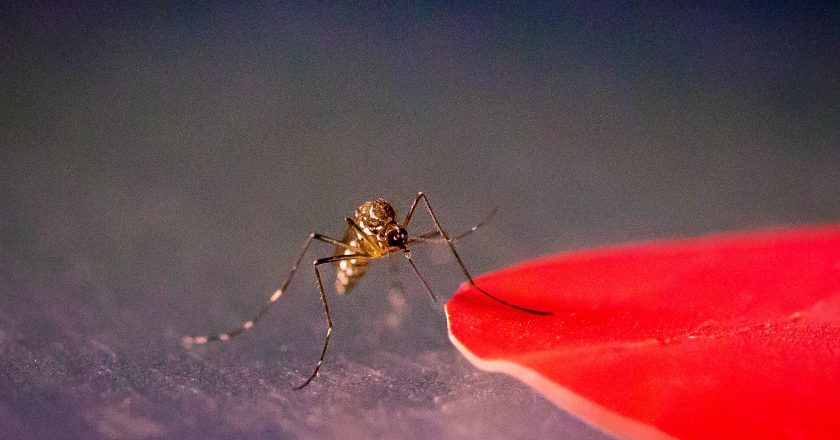 Mosquitoes are seeing red: These new findings about their vision could help you hide from these disease vectors – Phys.org