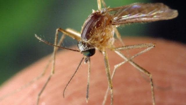 New research shows how color could help stave off mosquitoes – Yahoo! Voices