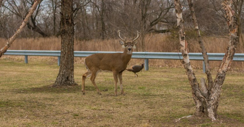 New York Deer Infected With Omicron, Study Finds – The New York Times