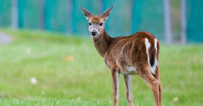 Omicron-infected deer raise questions about spillover to humans – Business Insider