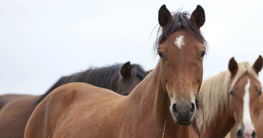 Rabid horse potentially exposes four people in Greenwood, DHEC says – WYFF4 Greenville