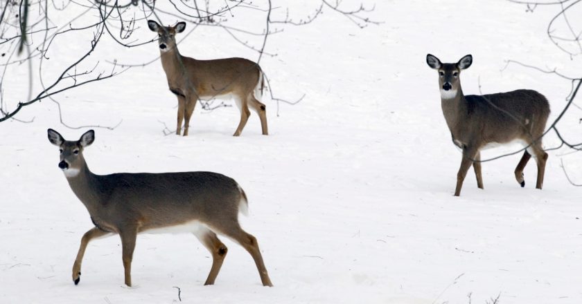 Omicron Version of COVID-19 Found in New York City Deer – VOA Learning English