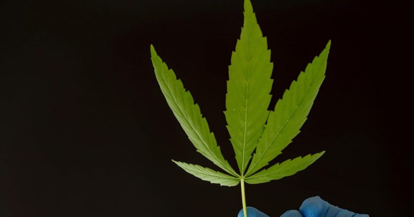 A Man Chopped Off His Penis With Scissors in a Fit of Cannabis-Induced Psychosis, Doctors Say – Gizmodo