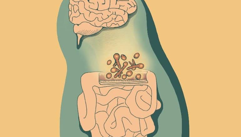 Preclinical Study Finds Gut Fungi Influence Neuroimmunity and Behavior – Neuroscience News