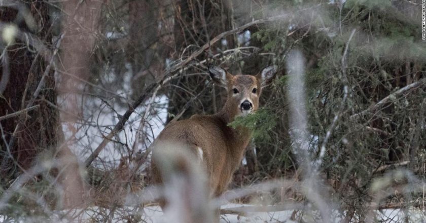 A highly changed coronavirus variant was found in deer after nearly a year in hiding, researchers suggest – CNN