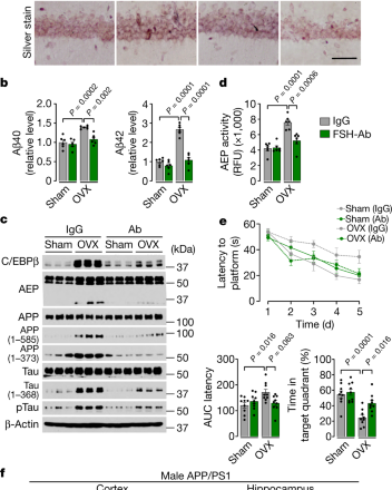 FSH blockade improves cognition in mice with Alzheimers disease – Nature.com