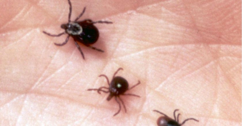 Researchers warn of tick-borne Heartland virus in US. What to know about the viral pathogen – Yahoo! Voices