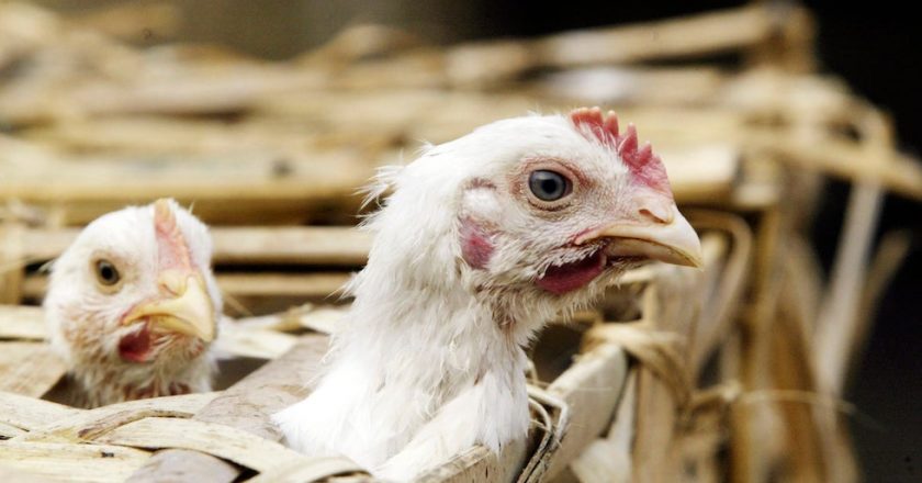 570K chickens to be destroyed in Nebraska fight against bird flu | TheHill – The Hill