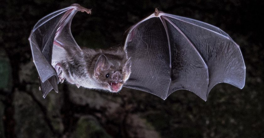 Scientists figure out how vampire bats got a taste for blood – The Associated Press – en Español