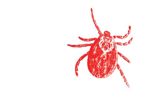 I was convinced I didn’t have Lyme disease. But guess what? – The Boston Globe