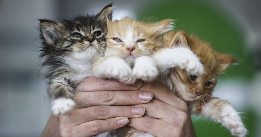 Scientists Are Inching Closer to Creating Truly Hypoallergenic Cats – Gizmodo