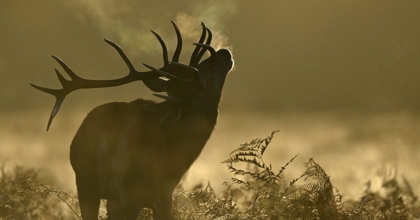 New COVID variant found in deer shows signs of possible deer-to-human transmission – Yahoo News