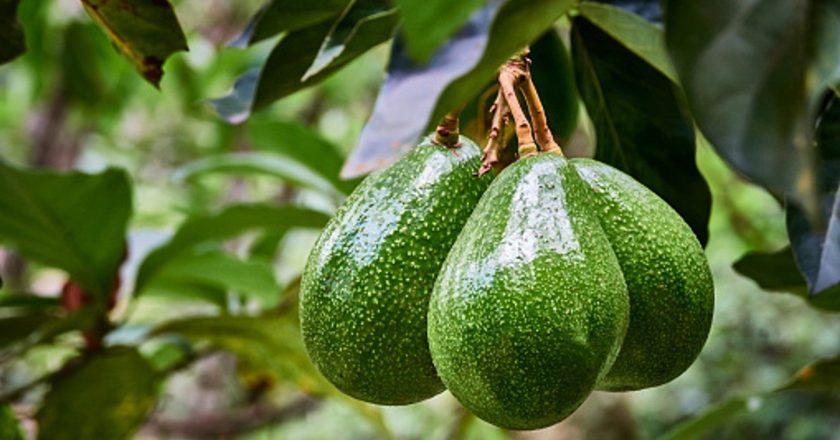 Eating two servings of this fruit weekly can reduce risk of heart disease | TheHill – The Hill