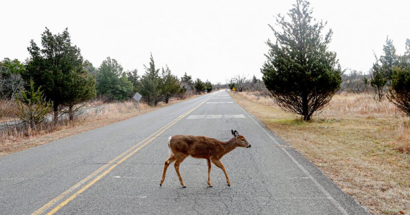 New Coronavirus Lineage Discovered in Ontario Deer – The New York Times