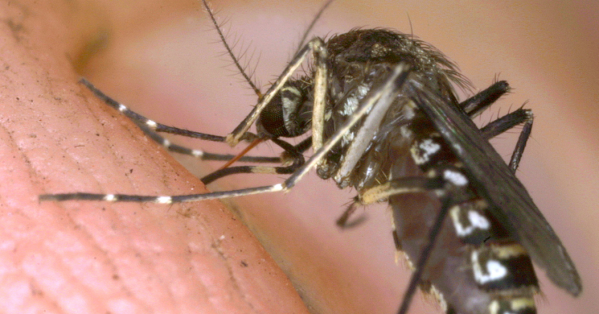 Why millions of genetically-modified mosquitoes may soon be released in the US – WKRC TV Cincinnati