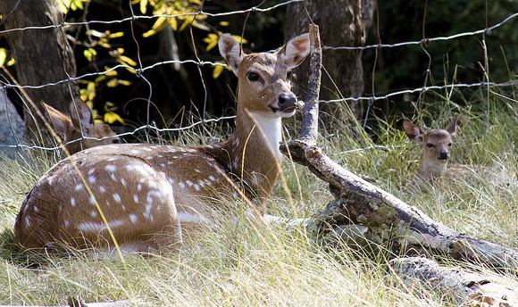 Researchers may have ID’ed first deer-to-human SARS-CoV-2 transmission – Ars Technica