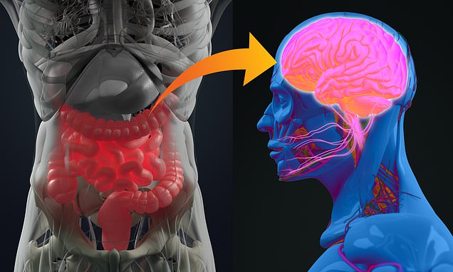 Key to stopping Alzheimers could lie in your GUT – NOT your brain, experts now say – Daily Mail