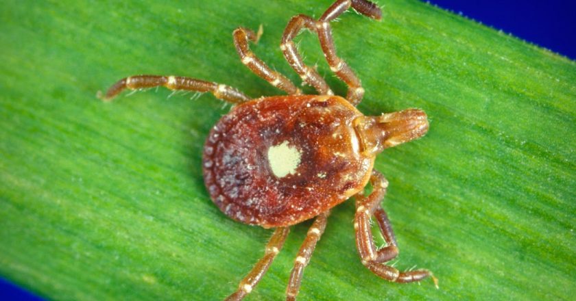 An Emerging Virus Has Now Been Spotted in Georgias Ticks – Gizmodo