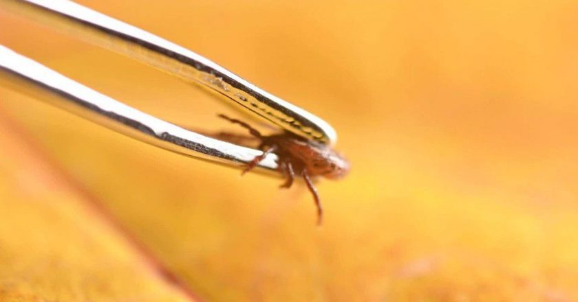 Researchers discover ticks carrying rare virus in several states – Boston 25 News