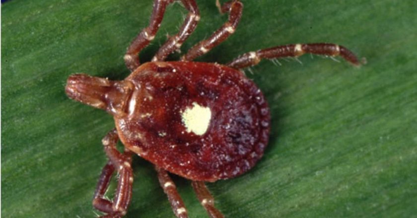 Study reveals deadly new tick-borne virus is circulating in Georgia – WSB Atlanta