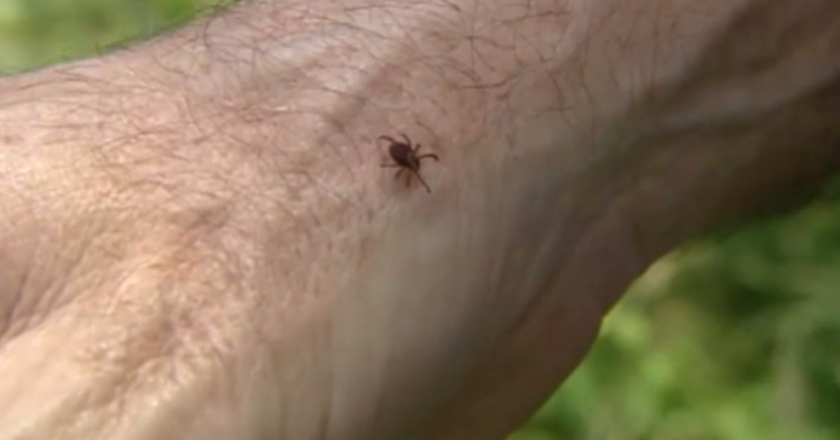 Deadly tick virus found in Alabama but experts say not to worry excessively about it – Alabamas News Leader