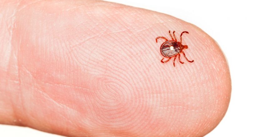 Mysterious Heartland virus shows up in Georgia ticks – Livescience.com