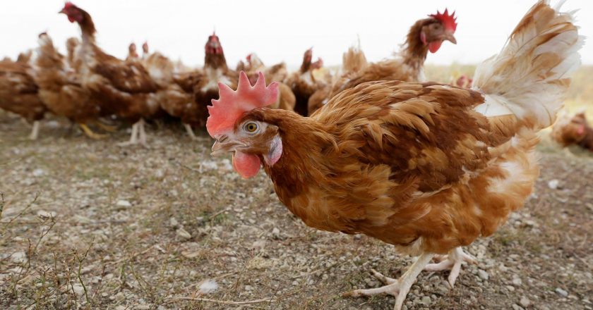 5.3 Million Chickens Will Be Killed In Iowa Over Bird Flu Outbreak – HuffPost