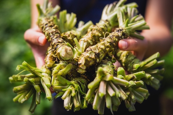 The Biting Brilliance of Fresh Wasabi