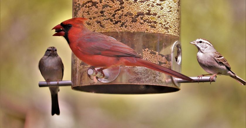 Bird flu outbreak: Experts warn to stop filling backyard bird feeders – NJ.com