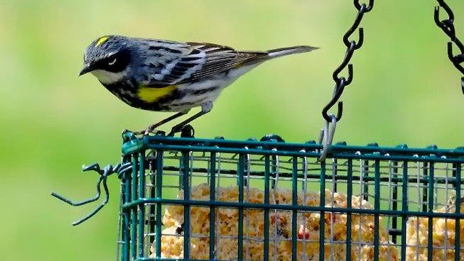 DNR wants Michiganders to take down bird feeders as avian flu cases spread – Detroit Free Press