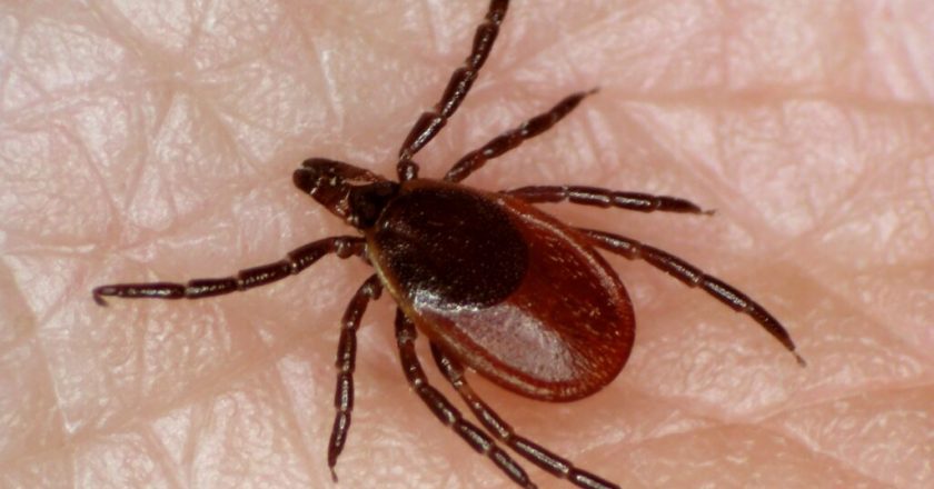 Maine resident dies from tick-borne illness – Portland Press Herald – Press Herald