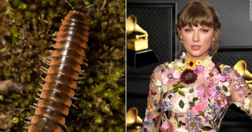 Taylor Swift inspired an entomologist to name a new millipede species after the megastar – CNN