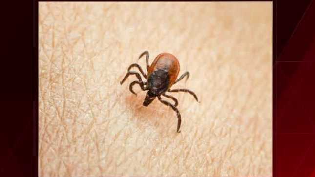 Mainer dies following rare virus spread by infected tick bite, officials confirm – WMTW Portland