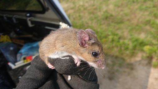 In an effort to curb Lyme disease, scientists hope to release thousands of genetically altered mice on Nantucket – The Boston Globe