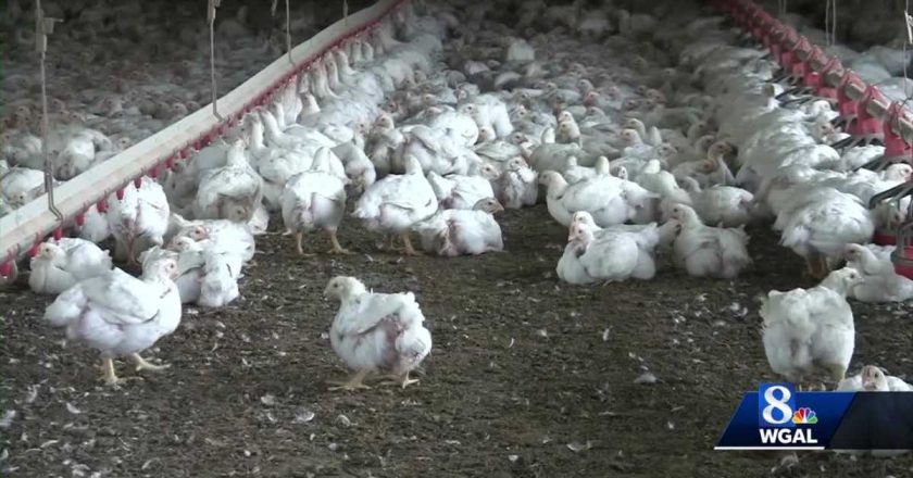 Avian flu found at two more poultry farms in Lancaster County – WGAL Susquehanna Valley Pa.