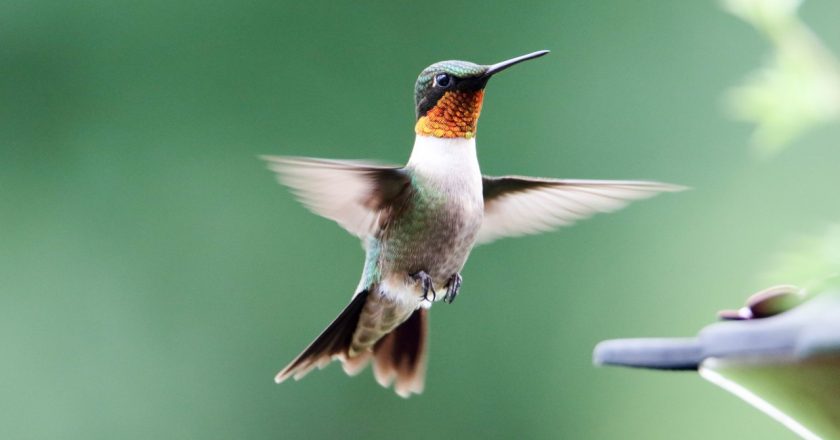 Illinois recommends residents halt use of bird feeders, baths – WGN TV Chicago