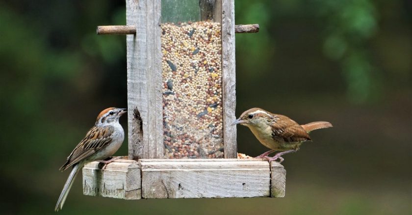 Why You Need to Put Away Your Bird Feeders and Baths Right Now – Lifehacker