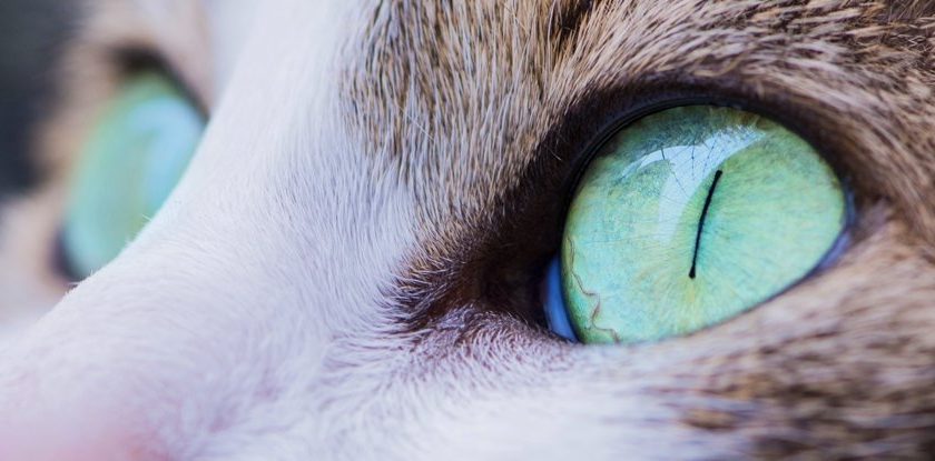 Annoying Cat Parasite Has Again Been Linked to Psychotic Episodes, But Only in Men – ScienceAlert