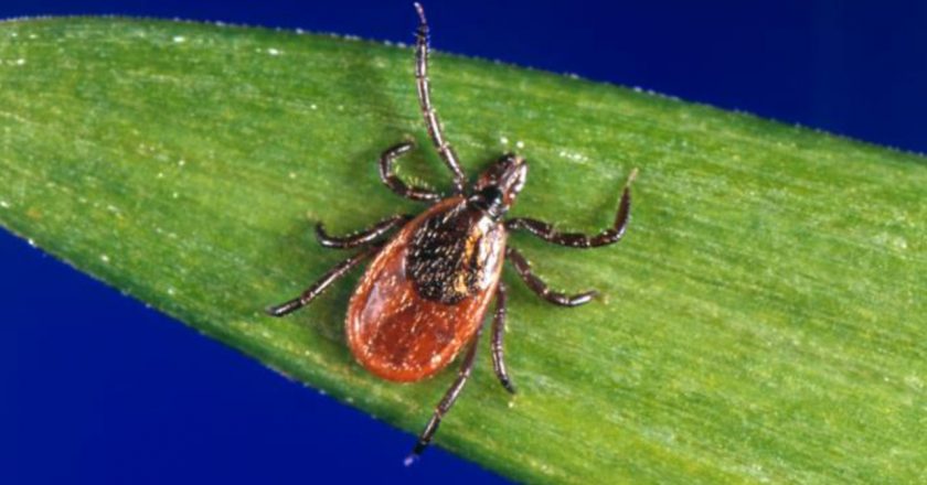 Why you can expect more ticks this summer in Michigan – MLive.com