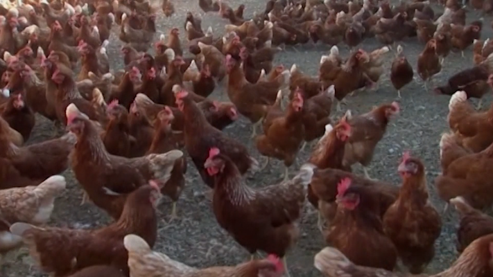 Avian flu found at fourth location in Lancaster County – WGAL Susquehanna Valley Pa.