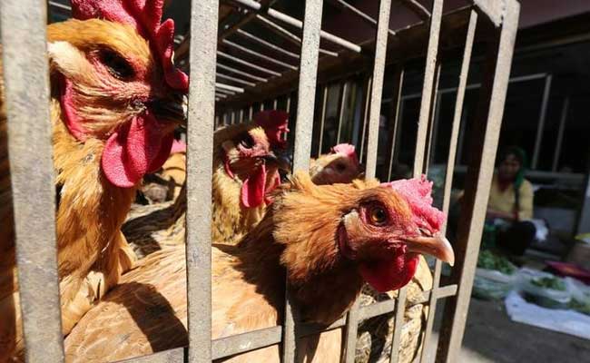 China Reports 1st Human Case Of H3N8 Bird Flu, 4-Year-Old Found Infected – NDTV