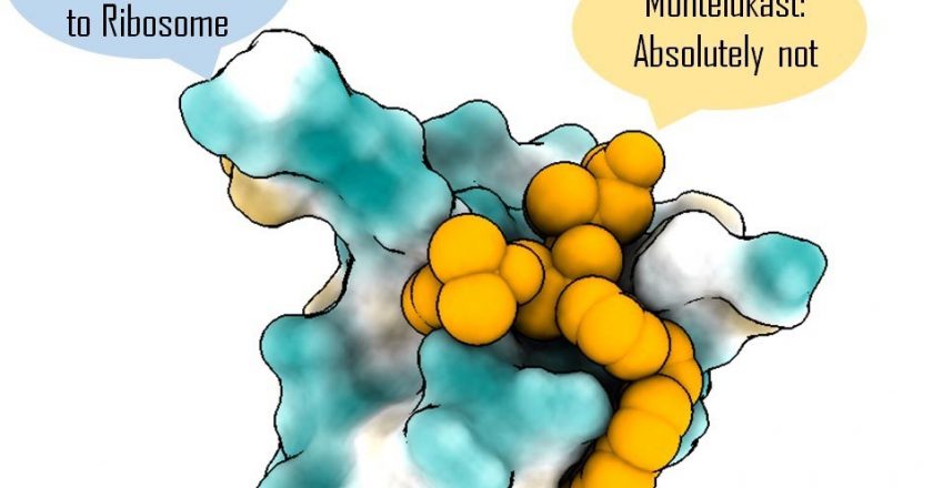 Asthma Drug Montelukast (Singulair) Can Block Crucial COVID Protein, Reducing Viral Replication – SciTechDaily